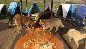 Hayvanlar ücretsiz sahipleniliyor