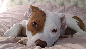 İşitme engelli köpeğine işaret dili öğretti