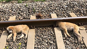 İnsanlık yerle bir !