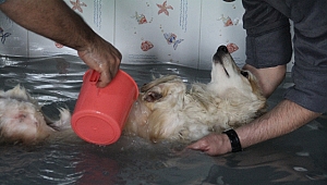 Köpeklerinin kaplıca keyfi