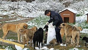 Sokak hayvanlarına kuru mama