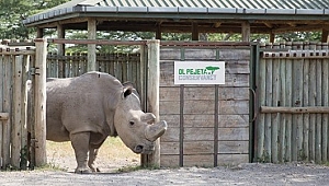 Son beyaz erkek gergedan hayatını kaybetti