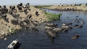 'Afrika savanası' değil Balıkesir