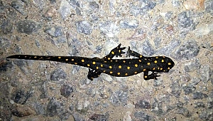 Bitlis'te görüntülendi