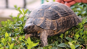 Çöpte bulundu, hayata döndürüldü