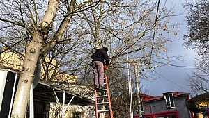Dilovası Belediyesi’nden ağaçlara bahar bakımı