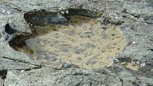 İskoçya'da dinazor ayak izleri bulundu