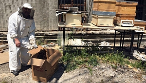 Kadıköy'ü arılar bastı