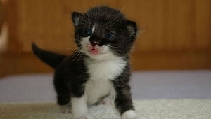 Kedi gençlik hastalığı nedir