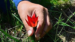 Koparana 48 bin 625 lira ceza