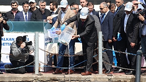 Körfez doğal akvaryum oluyor