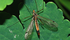 Korkutan sinek zararsız çıktı