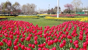 Sekapark, Lale Festivali’ne hazır