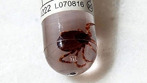 16 yılda keneden 501 kişi öldü