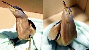 Antalya'da yaralı Hint gölet balıkçıl kuşu bulundu