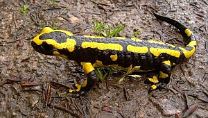 Semenderler köylünün içme suyundan çıktı