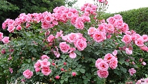 Turistlerin yeni gözdesi Isparta gül bahçeleri