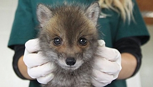 Yavru tilki biberonla besleniyor
