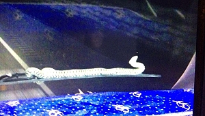 Yılan tırın sileceğine dolandı