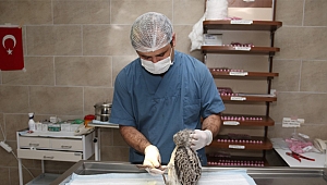 Ayağı kırılan martı emin ellerde