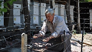 Bahçe ilaçlandı, binlerce arı telef oldu