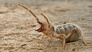 Bu örümceği görürseniz hemen yetkilileri arayın