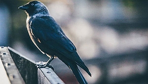 En iyi kuş türü karga