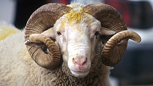 Kurban kesmenin esasları belirlendi