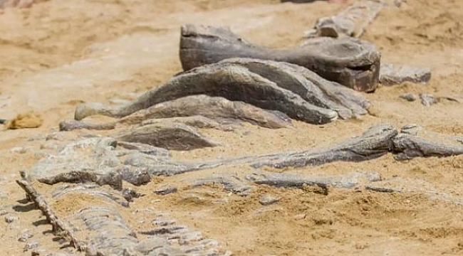 Meksika'da yeni bir dinozor fosili bulundu