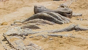 Meksika'da yeni bir dinozor fosili bulundu
