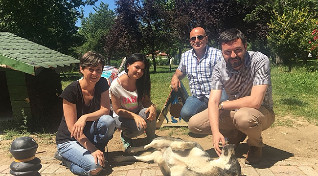Sokak hayvanlarına Büyükşehir eli