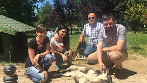 Sokak hayvanlarına Büyükşehir eli