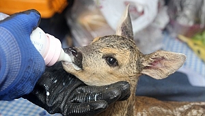 Yaralı karacaya avcı kulübü sahip çıktı