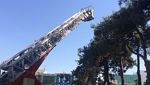 Ağaçta mahsur kaldı, itfaiye kurtardı