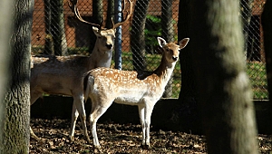 Avrupa’nın en büyük doğal yaşam parkı Ormanya