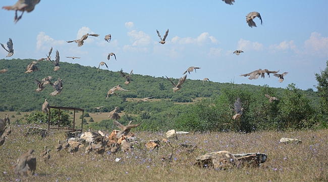 Dilovası'nda yüzlerce keklik doğaya salındı