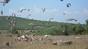 Dilovası'nda yüzlerce keklik doğaya salındı