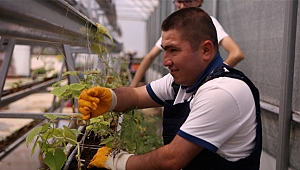 Engel tanımadan, meyve ve sebze yetiştiriyorlar