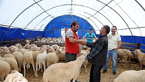 Kurban satış alanlarına başvurular başladı