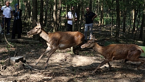 Ormanya ailesine 5 kızıl geyik katıldı