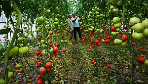 Seracılıkta verim artıyor
