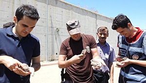 Yavru kuşlar koruma altına alındı