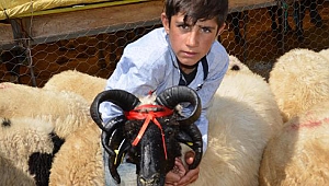  5 boynuzlu koç ilgi çekti