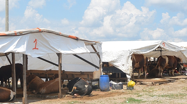 Dilovası hayvan pazarı Kurban Bayramına hazır