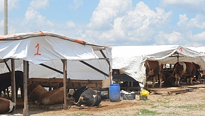 Dilovası hayvan pazarı Kurban Bayramına hazır