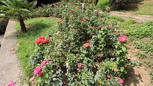 Gültepe Mahallesi gül bahçesine dönüşüyor