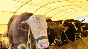 Jandarmadan hayvan hırsızlığına karşı uyarı