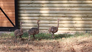 Ormanya’ya üç yeni genç üye