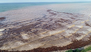 Selde 1100 ton fındık zarar gördü