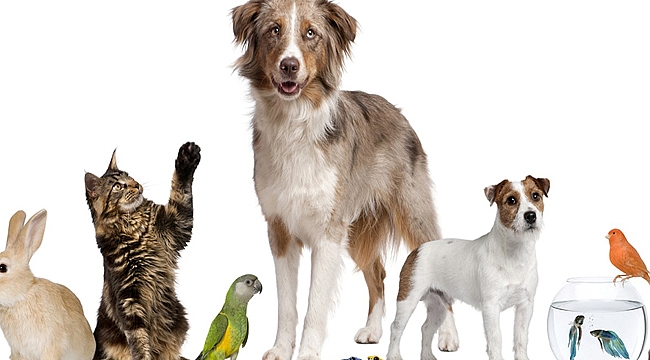 Büyükşehir’den sertifikalı Petshop eğitimi